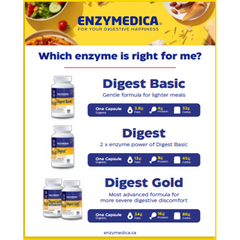 Enzymedica Panneau digestif pour chevalet-Anglais-ea